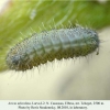 aricia teberdina tcheget larva l2